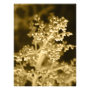 floral photoenlargement