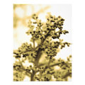 floral photoenlargement