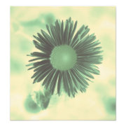 floral photoenlargement
