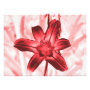 floral photoenlargement