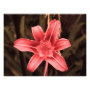 floral photoenlargement