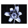 floral photoenlargement