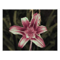 floral photoenlargement