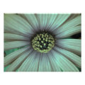 floral photoenlargement