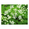 floral photoenlargement