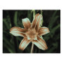floral photoenlargement
