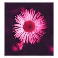 floral photoenlargement
