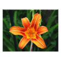 floral photoenlargement