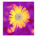 floral photoenlargement