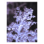 floral photoenlargement