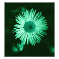 floral photoenlargement
