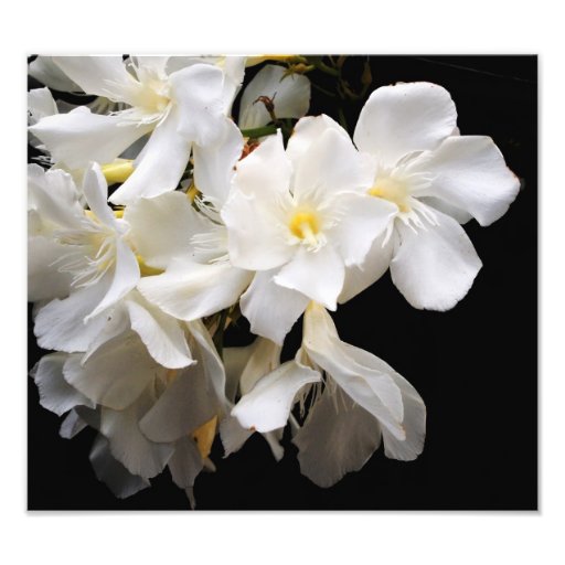 floral photograph