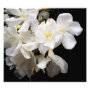 floral photoenlargement