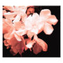 floral photoenlargement