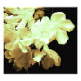 floral photoenlargement