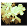 floral photo