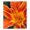 floral photoenlargement