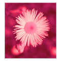 floral photoenlargement
