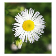 floral photoenlargement