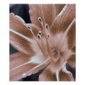 floral photoenlargement