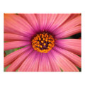 floral photoenlargement