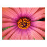 floral photographic print