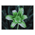 floral photoenlargement