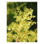 floral photoenlargement