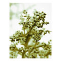 floral photoenlargement