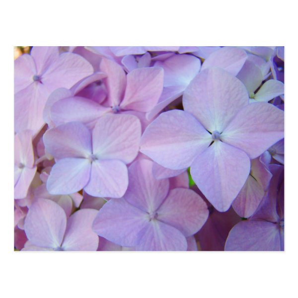 Floral postcards Lavender Purple Hydrangea Flowers
