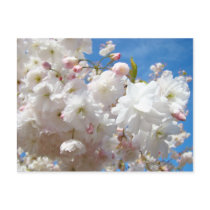 Floral postcards Pink white Blossom Flowers Spring