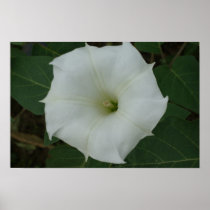 Floral Poster