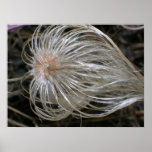 Floral seed Poster