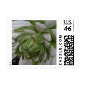 Floral Small Size Postage Stamp stamp