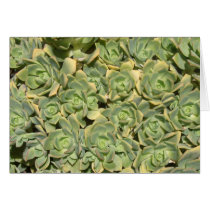 Floral Succulents cards
