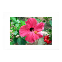 Florals of the Caribbean posters