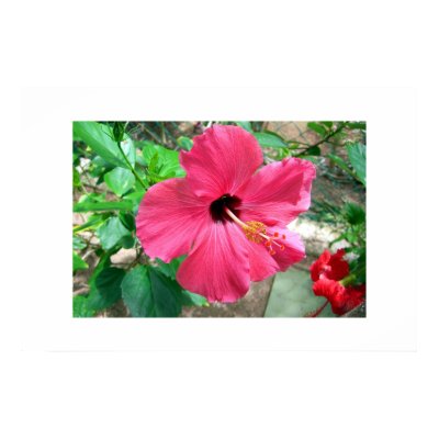 Florals of the Caribbean Print by mindyk
