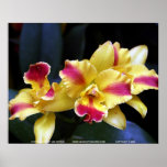 Floralscape/JDA030408201 posters