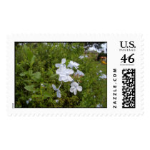 floras stamp