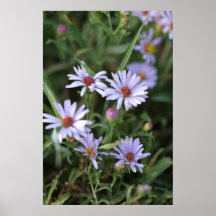 florece el poster