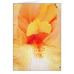 flores barbudas amarillas de la belleza felicitaciones