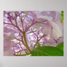 Flores curativas del Hydrangea de los regalos del  Poster