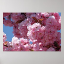Flores de cerezo rosadas posters