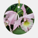 Flores de la orquídea de Catalaya Ornato