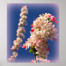 Flores del ciruelo que se colocan altos posters