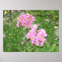 flores del rosa purpurino poster