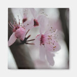 Flores hermosas de la flor de cerezo imán de frigorifico