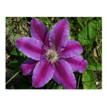 flores para todos postal