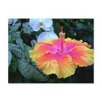 flores. postcards