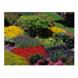 Flores rojas del ajuste del jardín postales